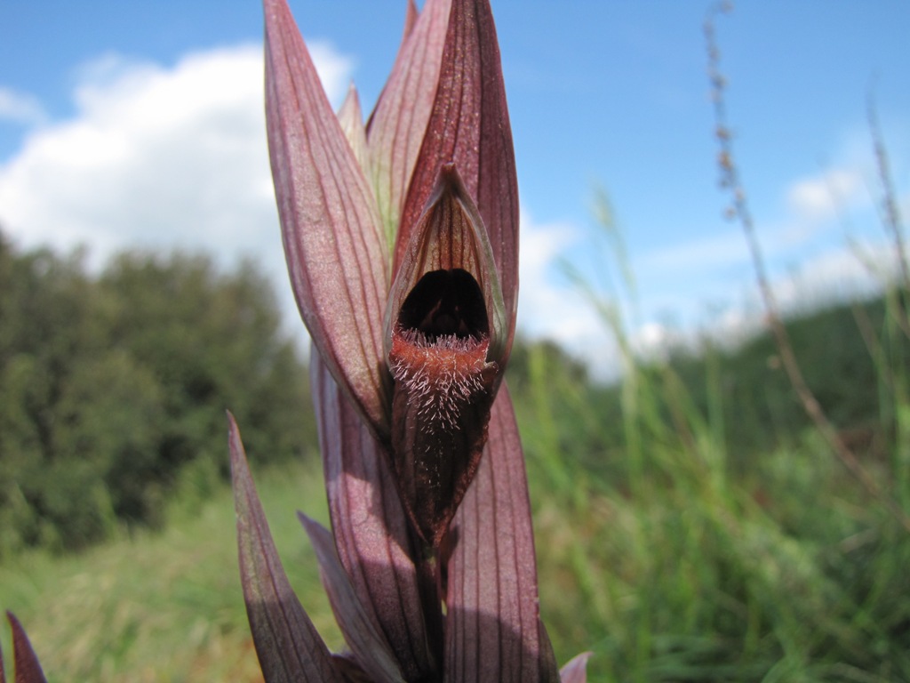 Serapias vomeracea